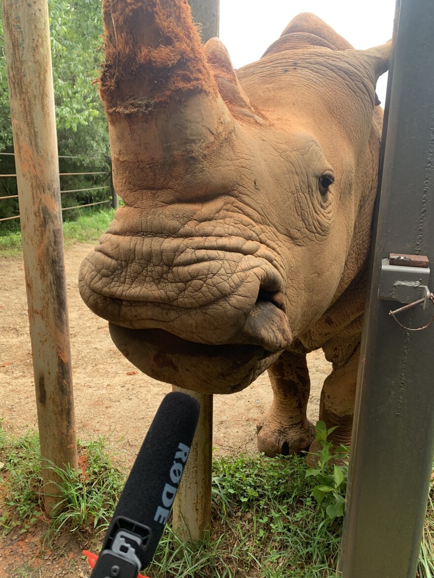 Poop scoop: NC State and Zoo researchers find new clues for rhino